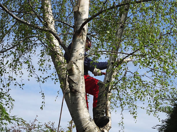 Mulching Services in Dalton Gardens, ID